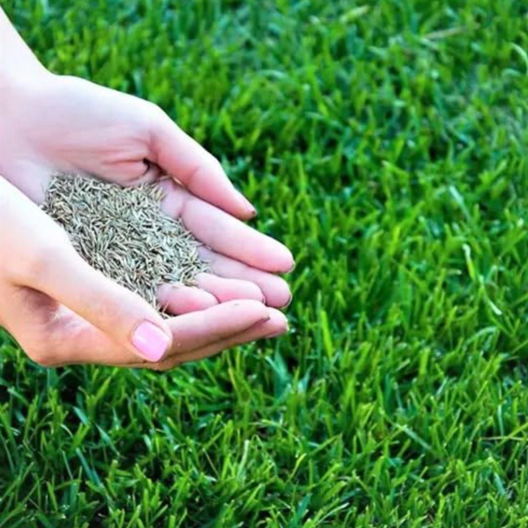 Four Seasons Evergreen Ultra Grass Seeds Jonyparkseed®