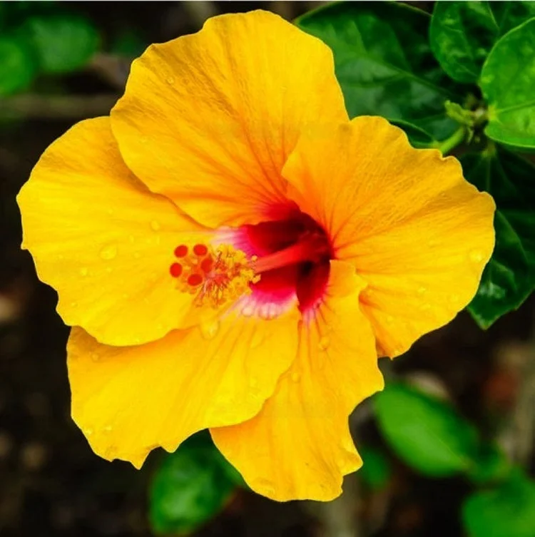 Rare Yellow Hibiscus Seeds "Yellow Rainbow"