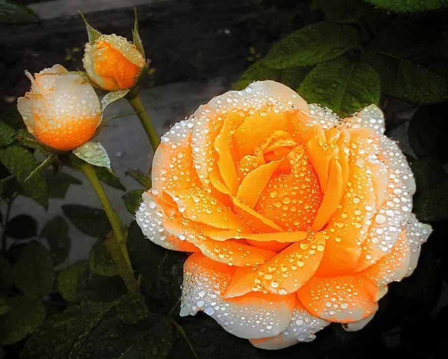 

Roses On Orange – Paint By Numbers - 40*50CM, 501 Original