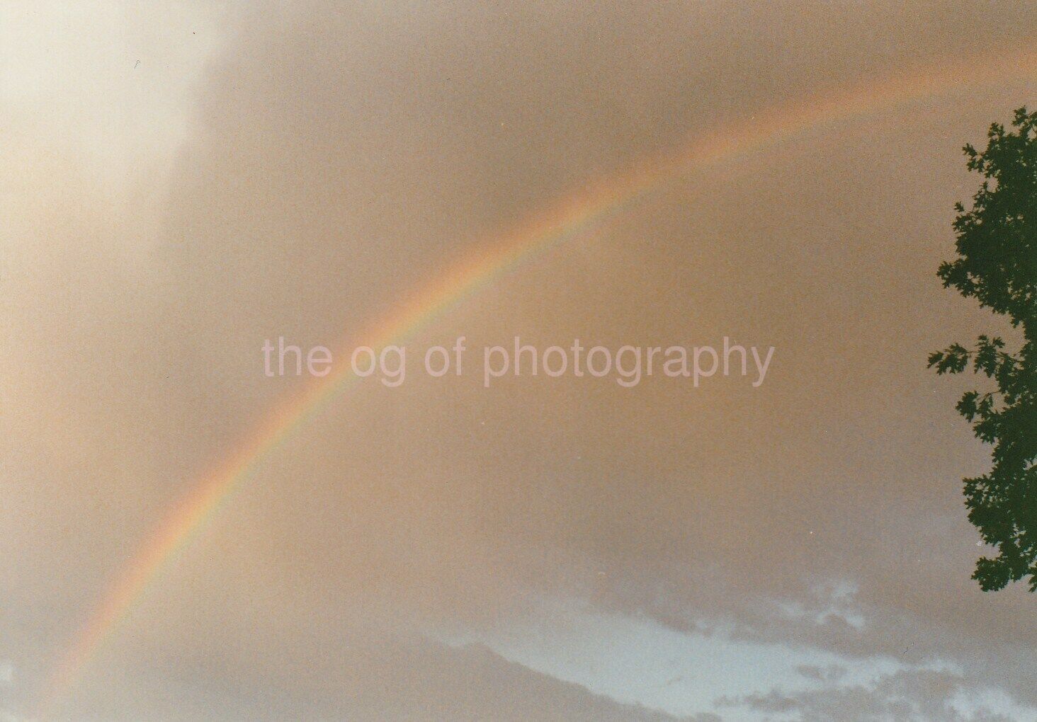 Rainbow Tree FOUND Photo Poster painting ColorOriginal VINTAGE Sky 94 13 Y