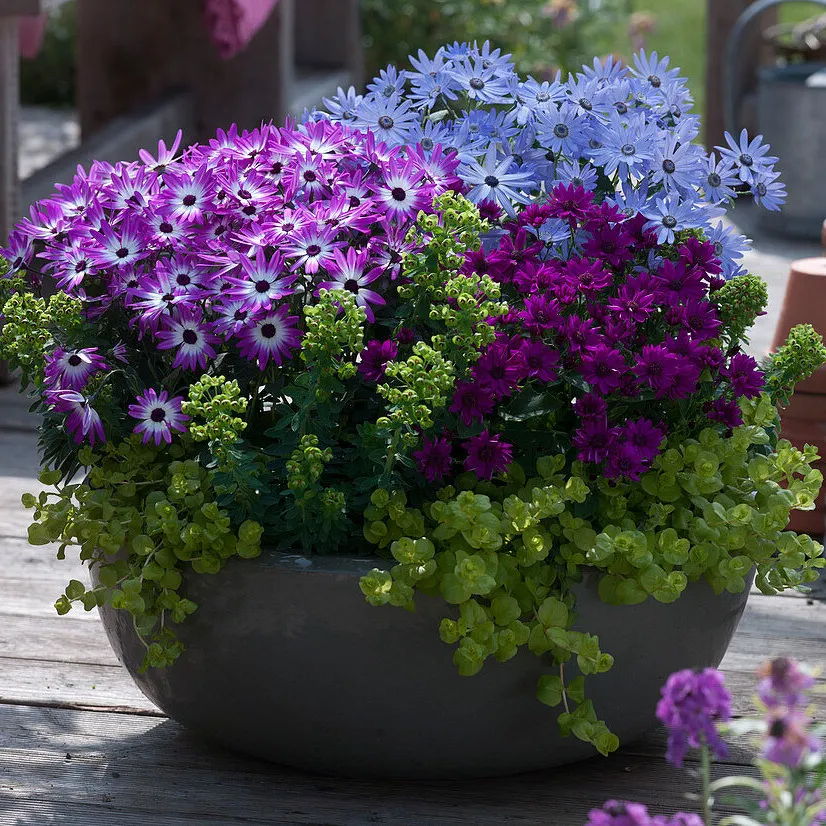 Cineraria Mix Flower Seeds-Over 10 Colors
