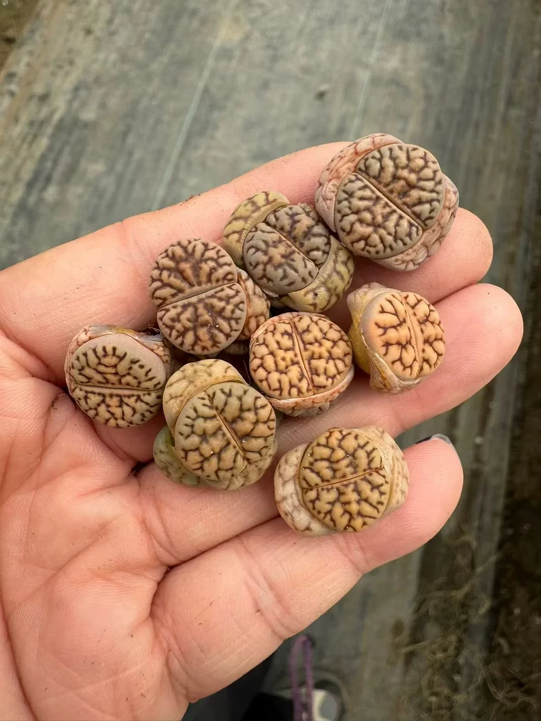 plant Aeonium Echeveria Haworthia  Caudex  Lithops Cactus  Agave 