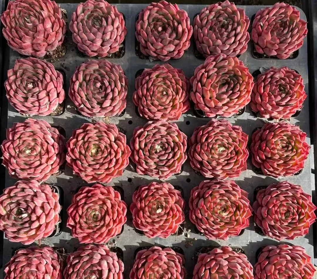 plant Aeonium Echeveria Haworthia  Caudex  Lithops Cactus  Agave 