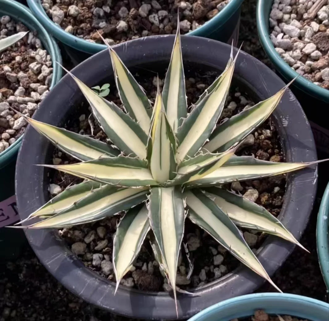 1135.Agave Horrida Mediopicta Alba /Agave plants / Succulent plants / Garden landscape / Carefully select healthy plants