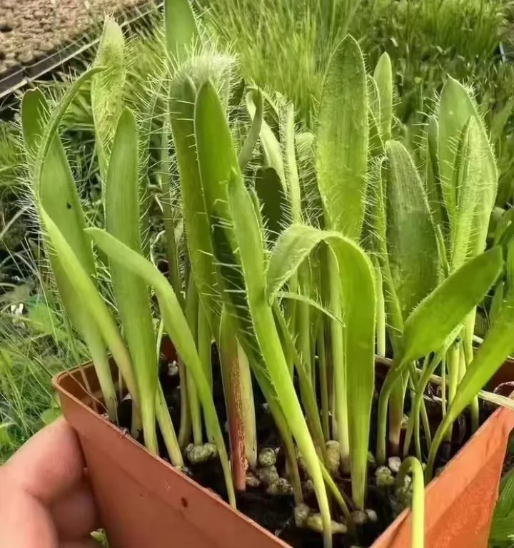 plant Aeonium Echeveria Haworthia  Caudex  Lithops Cactus  Agave 
