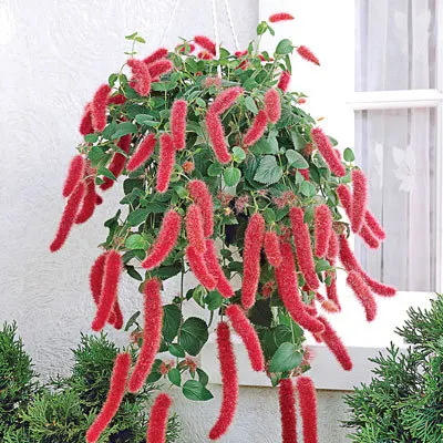 Acalypha hispida - Red Hot Cattail Seeds