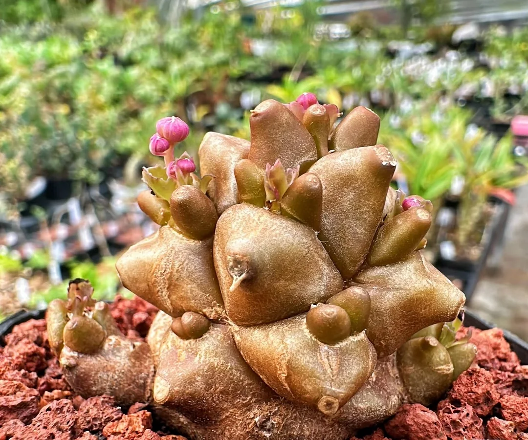 plant Aeonium Echeveria Haworthia  Caudex  Lithops Cactus  Agave 