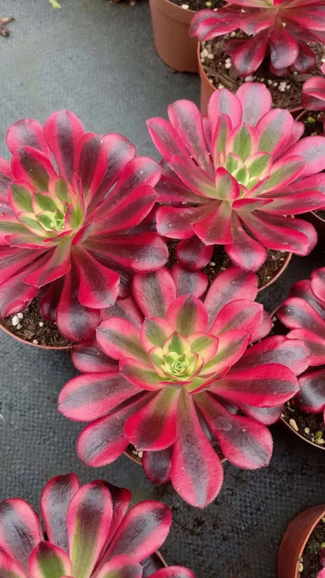 plant Aeonium Echeveria Haworthia  Caudex  Lithops Cactus  Agave 