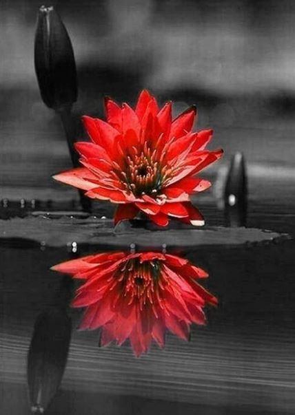 

Red Black Flower on Water – Paint By Numbers - 40*50CM, 501 Original