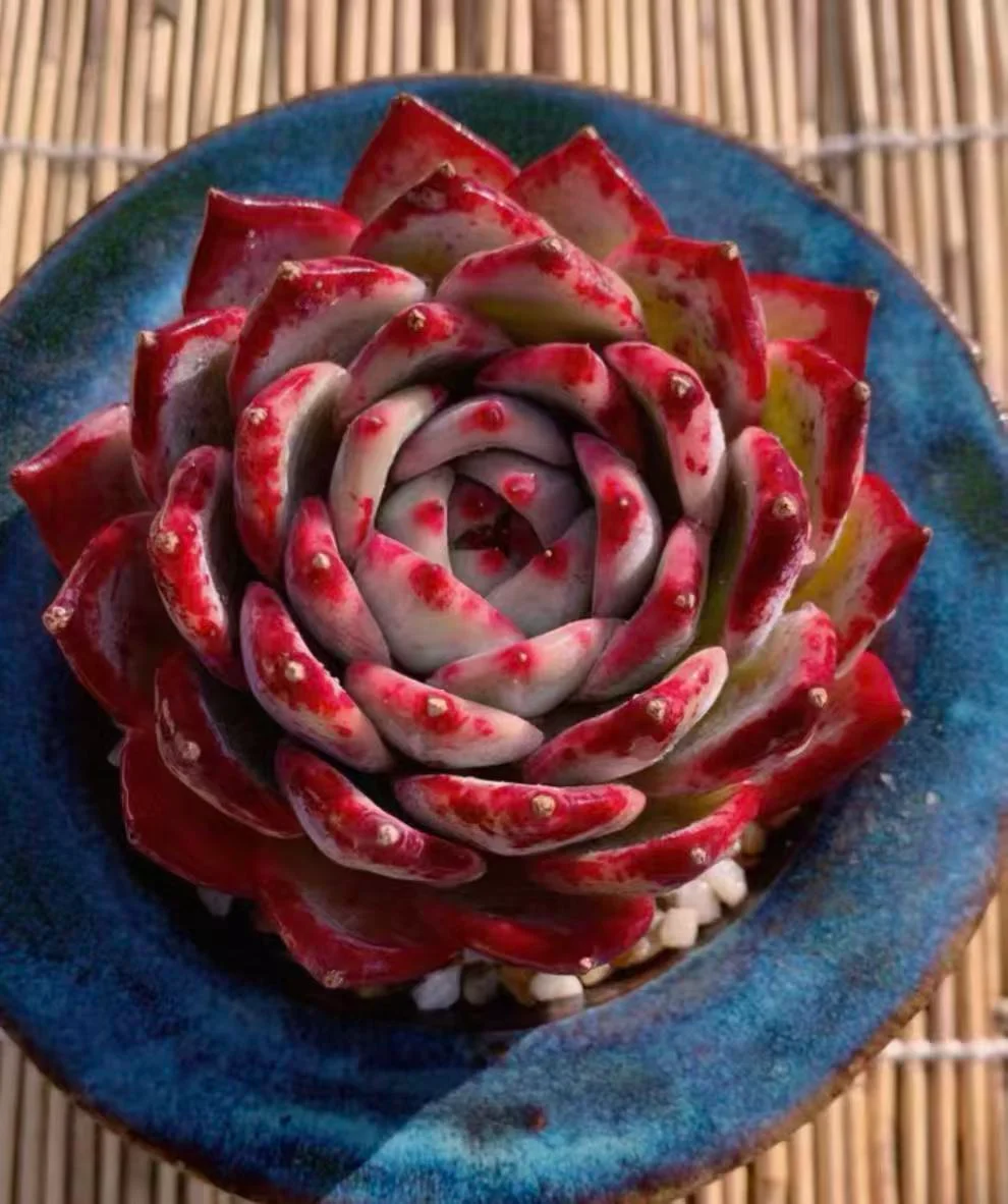 plant Aeonium Echeveria Haworthia  Caudex  Lithops Cactus  Agave 