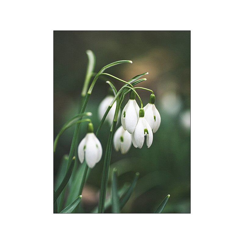 White tulip green orchid aloe monstera plant art canvas painting nordic posters and prints wall pictures for living room decor
