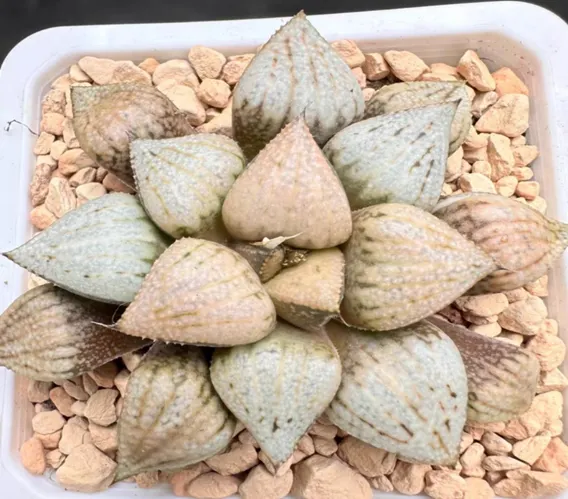 plant Aeonium Echeveria Haworthia  Caudex  Lithops Cactus  Agave 