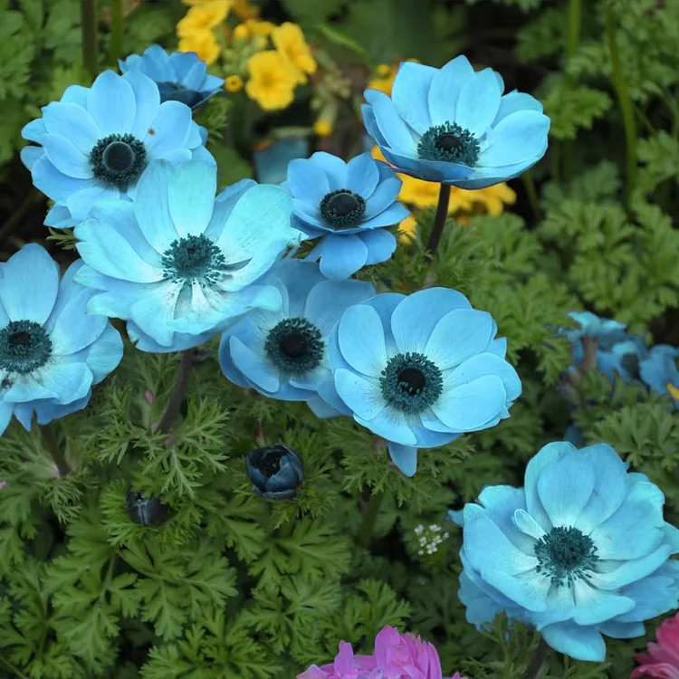 💙 Rare Blue Anemone Seeds