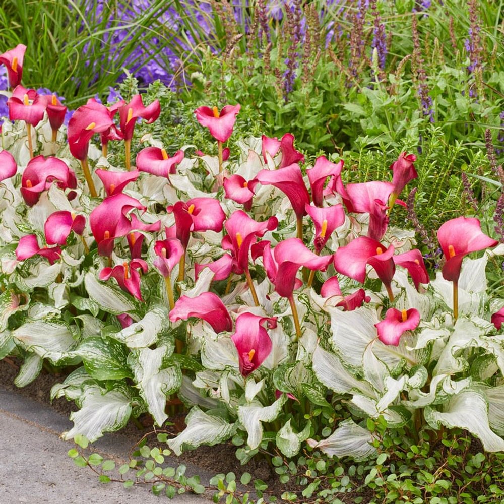 Calla Lily "Frozen Queen" Seeds Jonyparkseed®