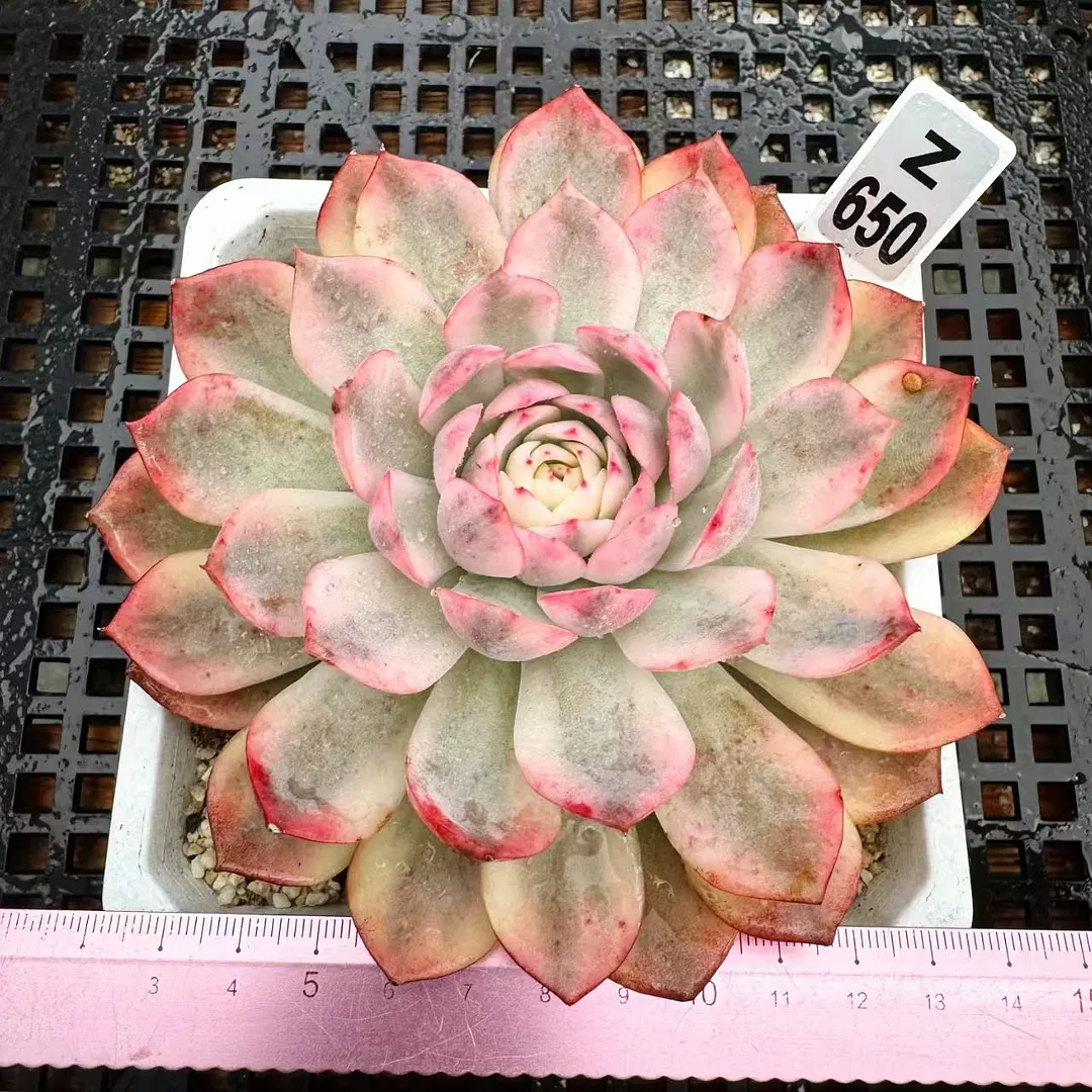 plant Aeonium Echeveria Haworthia  Caudex  Lithops Cactus  Agave 