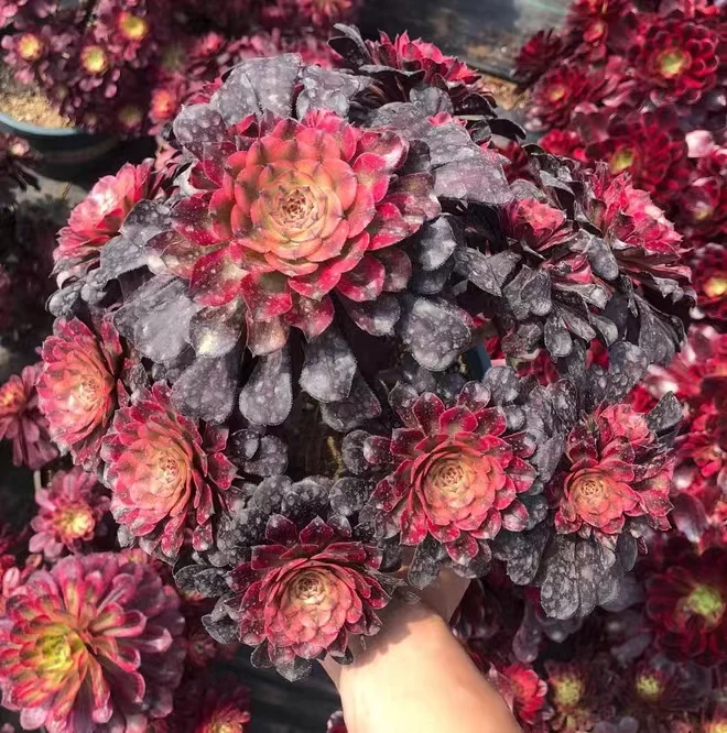 plant Aeonium Echeveria Haworthia  Caudex  Lithops Cactus  Agave 