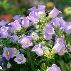 Chimes Flowers Seeds