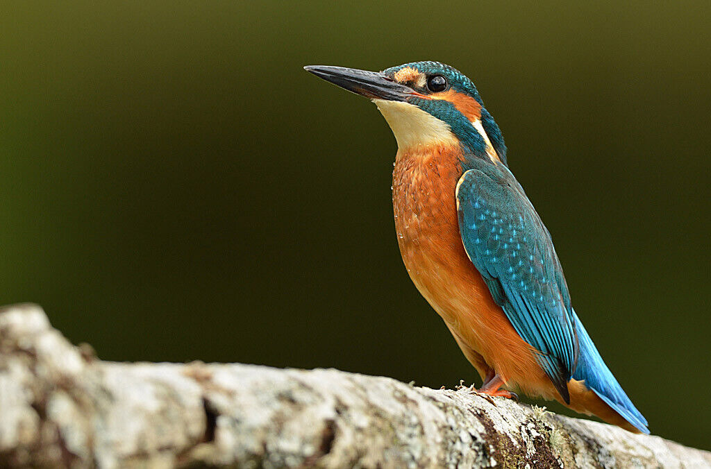 Kingfisher wildlife 12x8 inch print picture