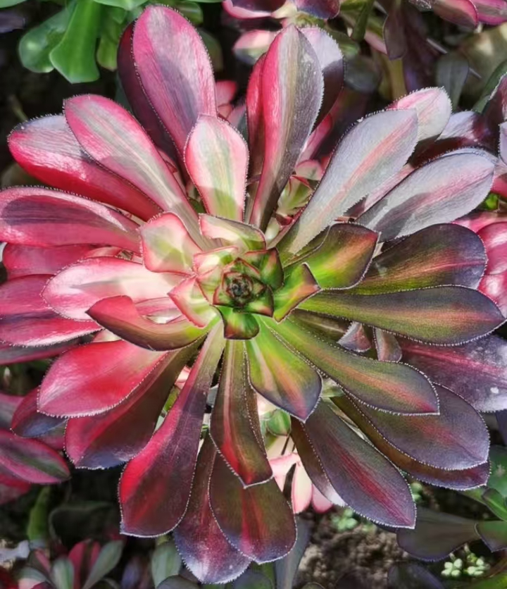 plant Aeonium Echeveria Haworthia  Caudex  Lithops Cactus  Agave 