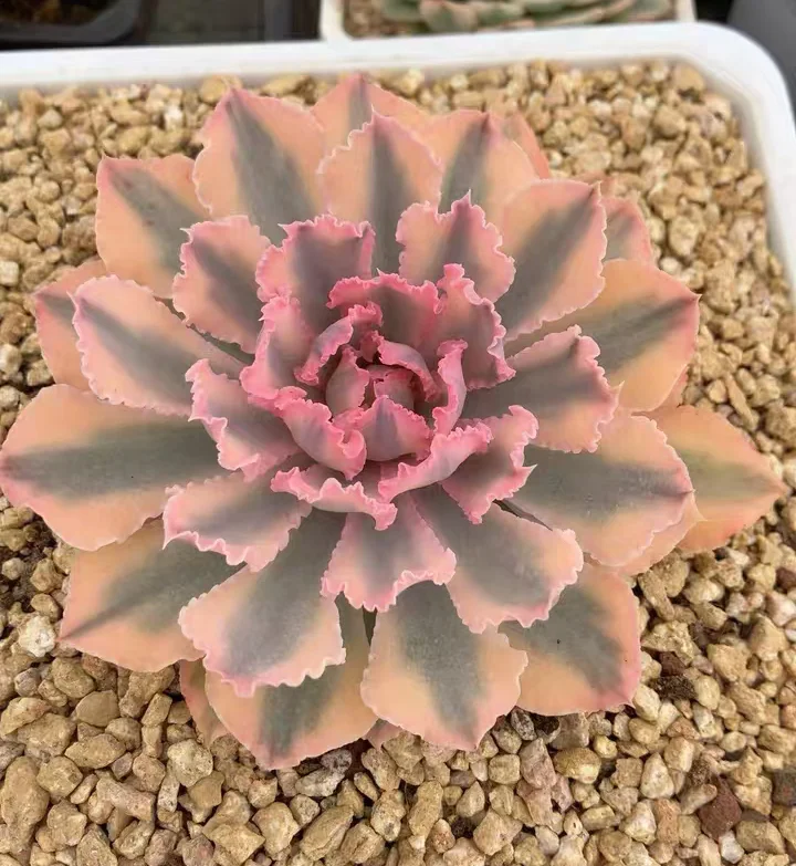 plant Aeonium Echeveria Haworthia  Caudex  Lithops Cactus  Agave 