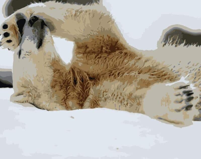 

Snow Polar Bear – Paint By Numbers - 40*50CM, 501 Original