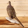 Real Taxidermy Pheasant Filler Specimen Teaching/Decoration