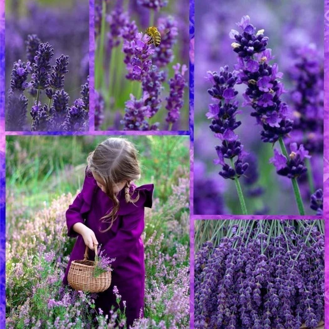 Lavender Seeds Fragrant Organic Flower Seeds Home Garden Bonsai Plant Jonyparkseed®