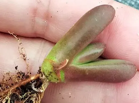 plant Aeonium Echeveria Haworthia  Caudex  Lithops Cactus  Agave 