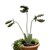 Metal Carnivorous Plant Garden Stake Weatherproof Large Venus Flytrap Plant Sculpture Rust Proof Painted Carnivorous Plants Garden Stake For Outdoor Gardens And Courtyards