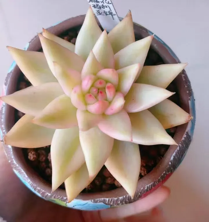 plant Aeonium Echeveria Haworthia  Caudex  Lithops Cactus  Agave 
