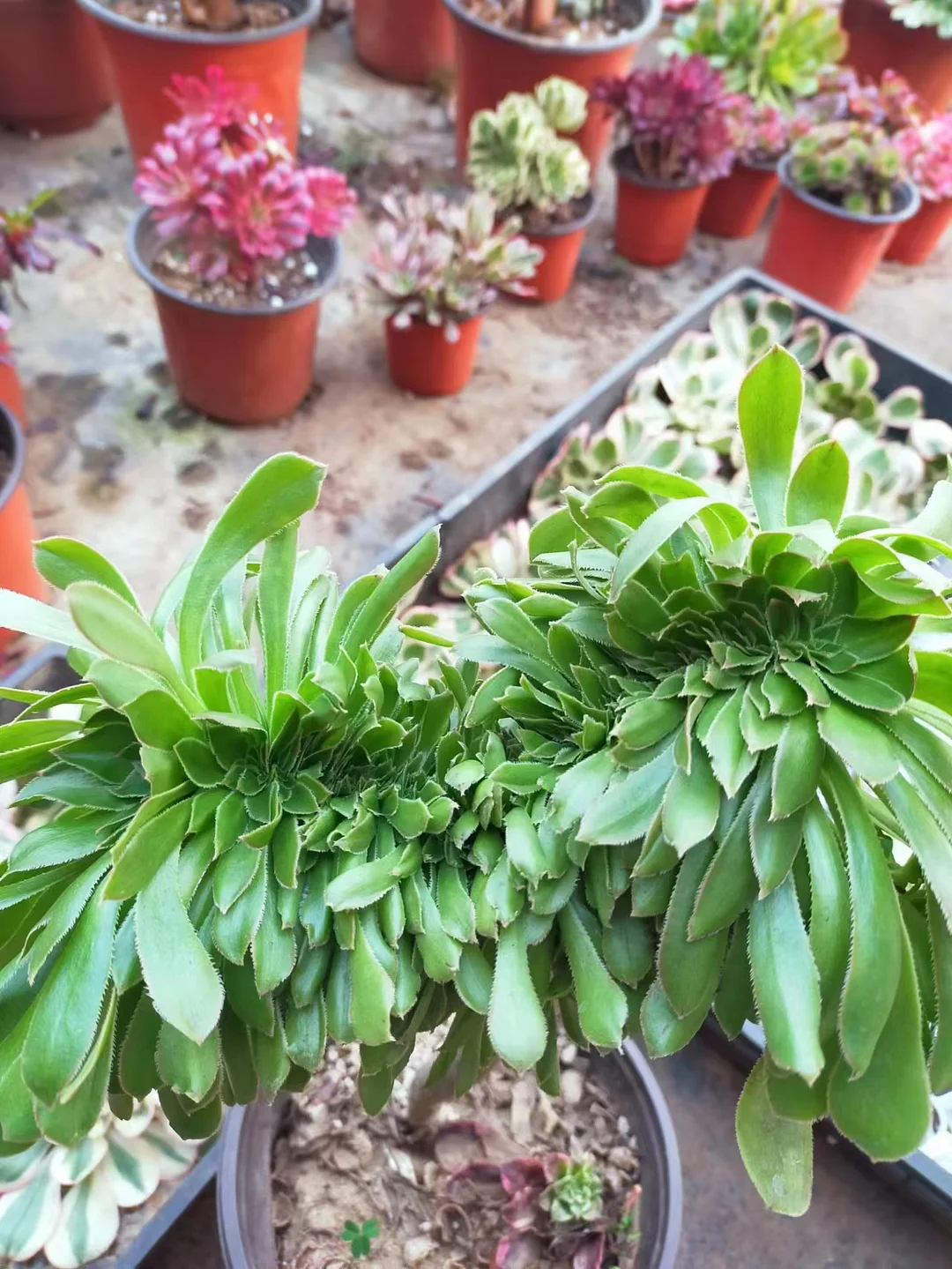 plant Aeonium Echeveria Haworthia  Caudex  Lithops Cactus  Agave 