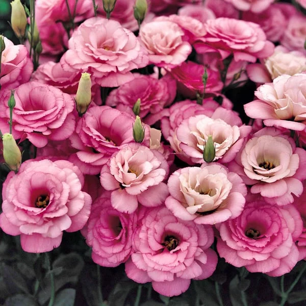 Last Day 50% Off 💐Eustoma Thornless Rose Lisanthus Seeds