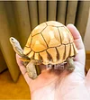 Tortoise Tortoise Model Resin Yada Angoloka Radiated Tortoise Ornaments Landscaping