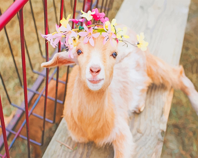 

Cute Goat – Paint By Numbers - 40*50CM, 501 Original