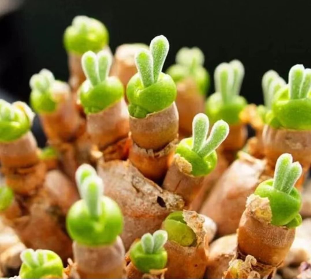 842.   Green aura single head and cluster/ Lithops and Conophytum  /  Succulent plants / Garden landscape / Carefully select healthy plants