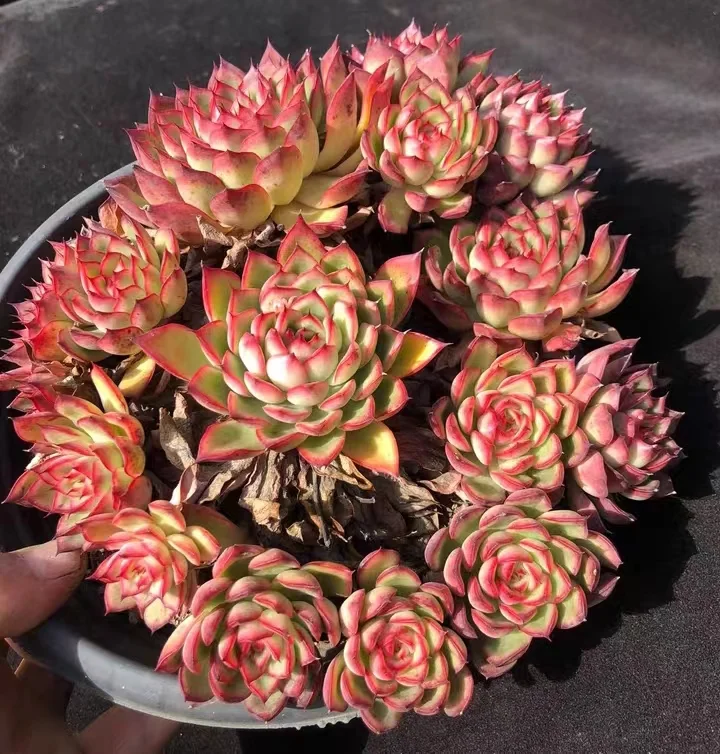 484.Echeveria Firefly Single head 5-6cm/ Echeveria / Succulent plants / Garden landscape / Carefully select healthy plants