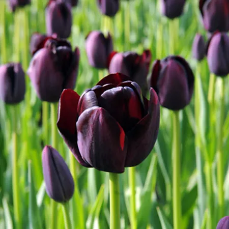 Tulip