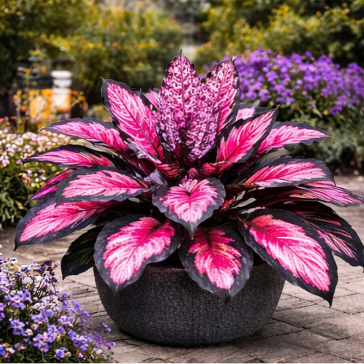 🪴Midnight Rose Eclipse Hosta Bulbs🌟High-Yield🌟