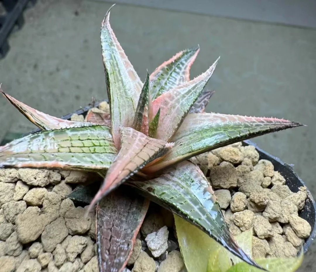 plant Aeonium Echeveria Haworthia  Caudex  Lithops Cactus  Agave 