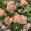 🎉LAST DAY 50% OFF🔥Climbing Rose&mdash;Year-Round Blooming