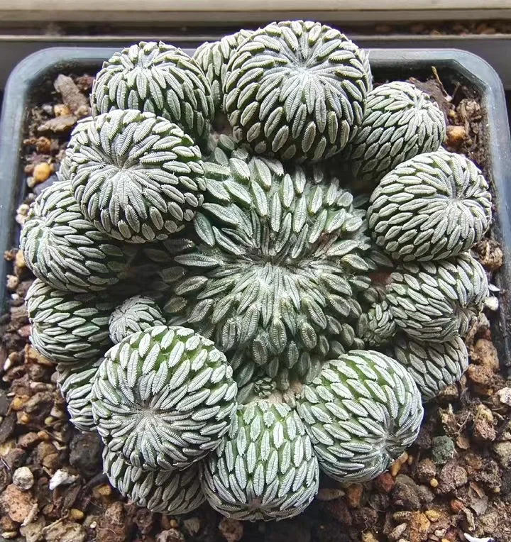 568. pelecyphora aselliformis. /Cactus plants / Succulent plants / Garden landscape / Carefully select healthy plants