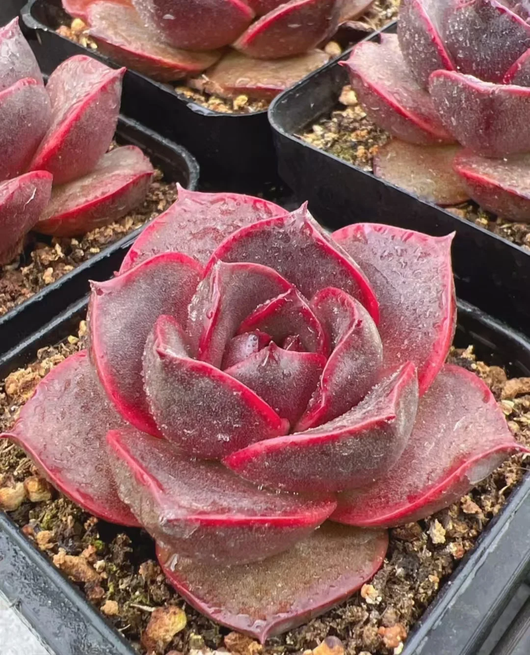 plant Aeonium Echeveria Haworthia  Caudex  Lithops Cactus  Agave 