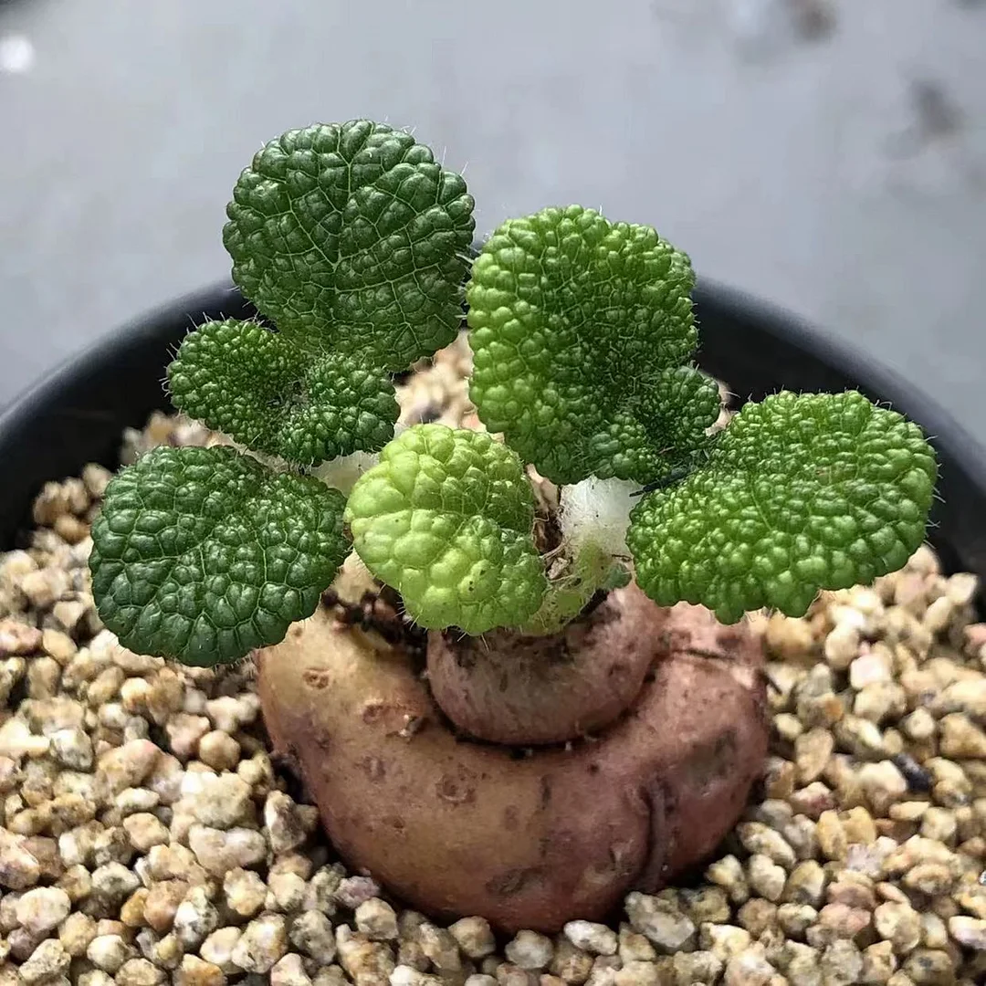 plant Aeonium Echeveria Haworthia  Caudex  Lithops Cactus  Agave 