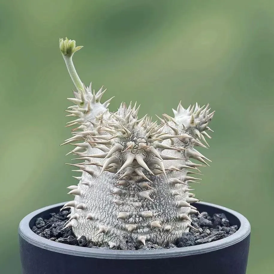 plant Aeonium Echeveria Haworthia  Caudex  Lithops Cactus  Agave 