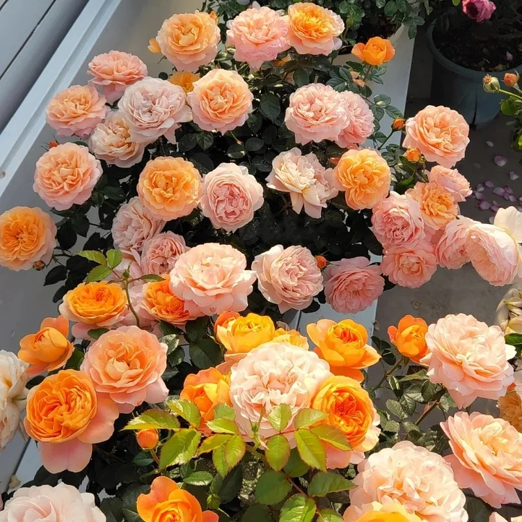 Endless Blooms!🌼Juice Balcony Rose Seeds