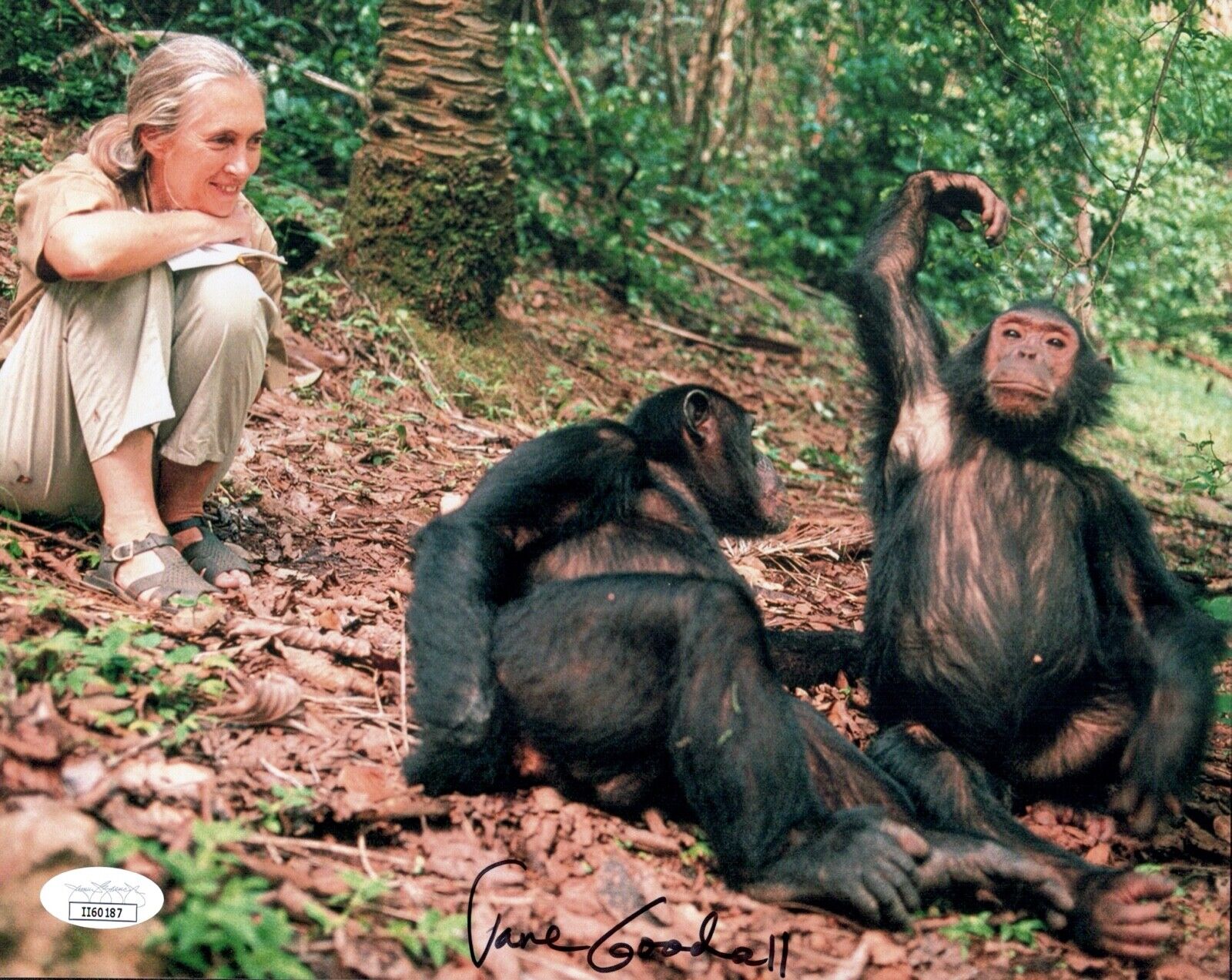 JANE GOODALL Signed ANTHROPOLOGIST CHIMPANZEE 8x10 Photo Poster painting Autograph JSA COA Cert