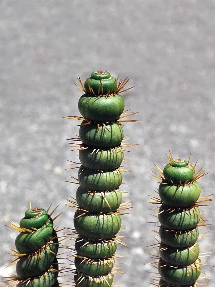 423. Eulychnia castanea fa. varispiralis/Cactus plants / Succulent plants /Garden landscape / Carefully select healthy plants