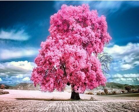 

Pink Trumpet Tree – Paint By Numbers - 40*50CM, 501 Original