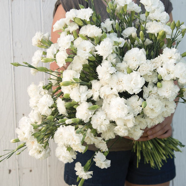 Carnation Grenadin White Double Flower | X 80 Seeds