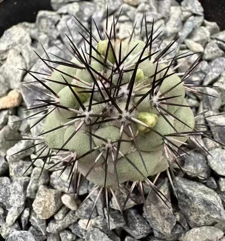 plant Aeonium Echeveria Haworthia  Caudex  Lithops Cactus  Agave 